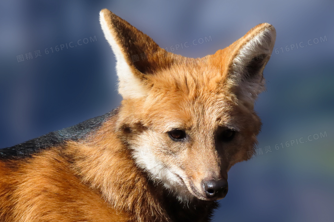 在扭头看着什么的狐狸摄影高清图片