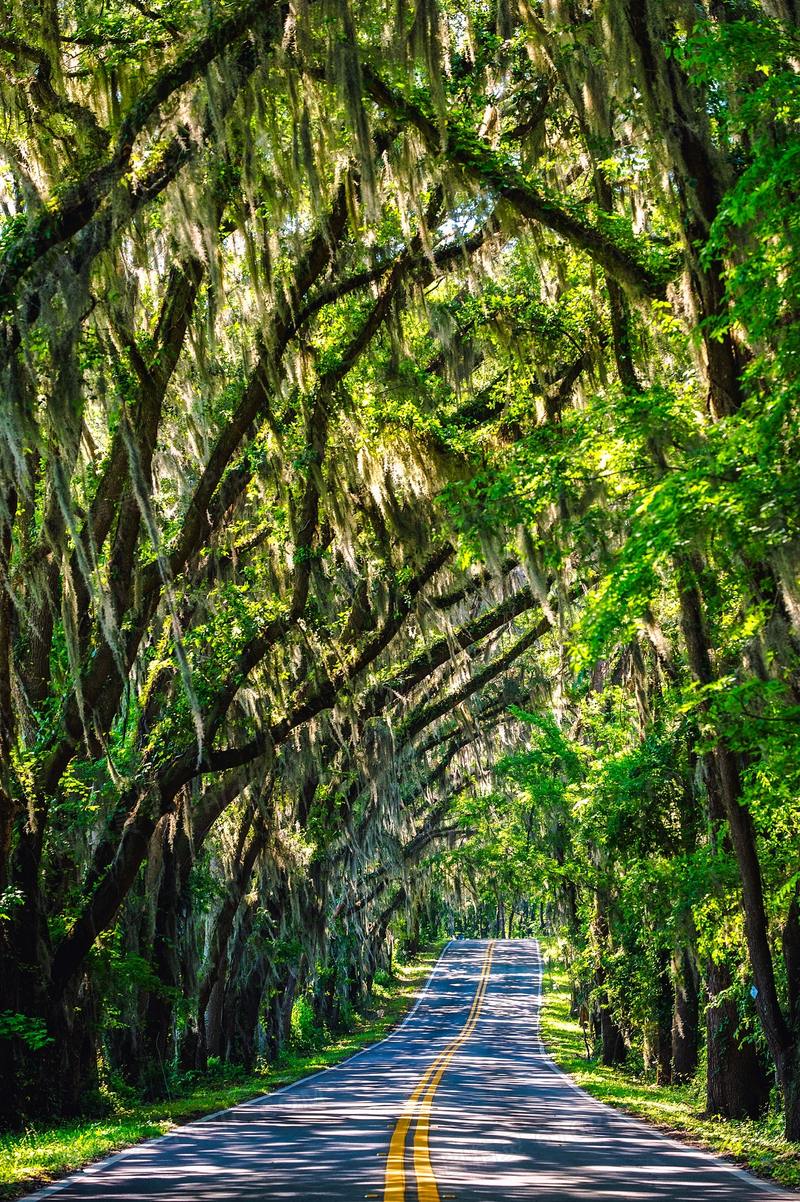 山间绿树映衬下的公路摄影高清图片