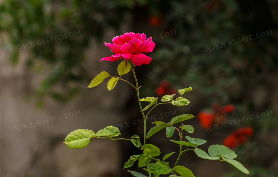 一支鲜艳的玫瑰花特写摄影高清图片
