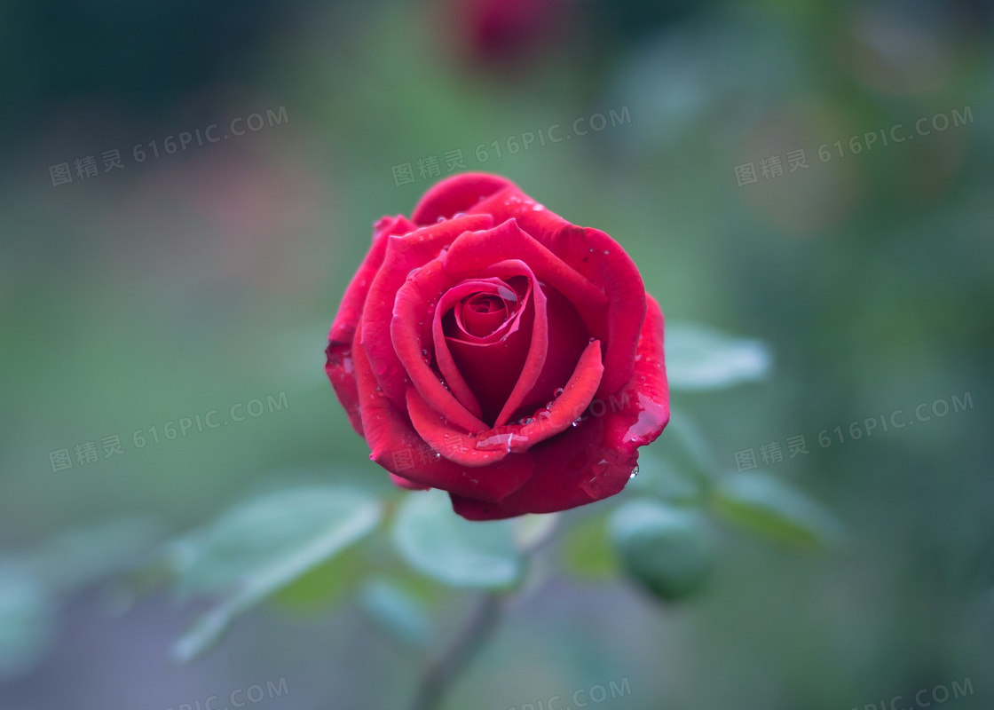 上面挂着水珠的红玫瑰摄影高清图片