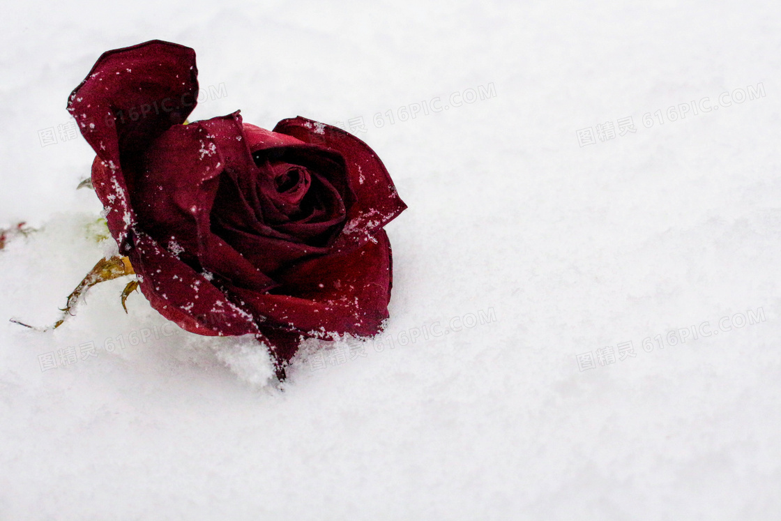 雪地上的红色玫瑰花朵摄影高清图片