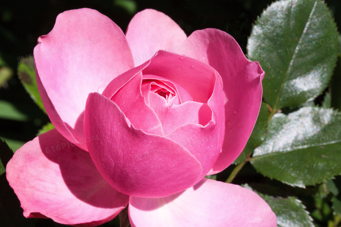 绿叶粉红色玫瑰花特写摄影高清图片