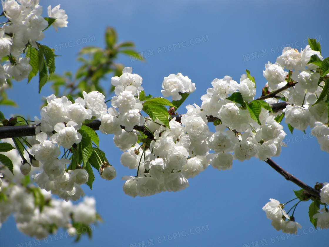树枝上的朵朵白花仰拍摄影高清图片