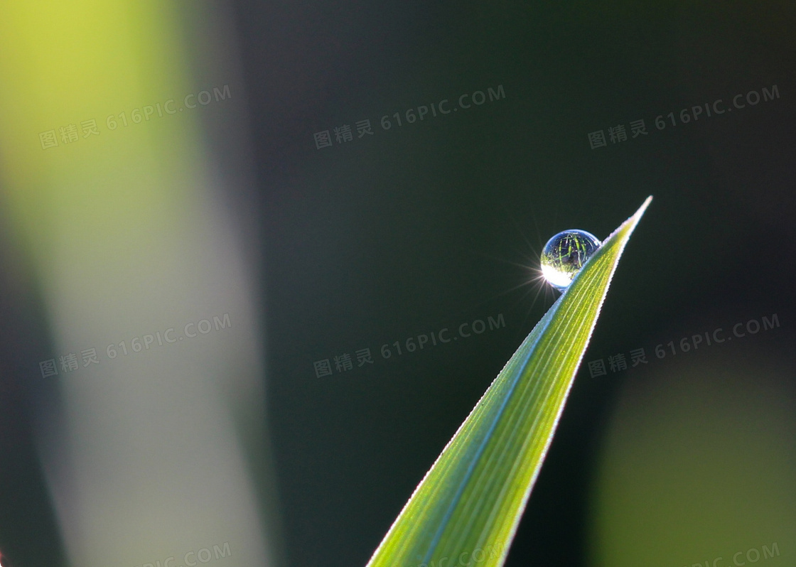 叶子上的水珠微距特写摄影高清图片