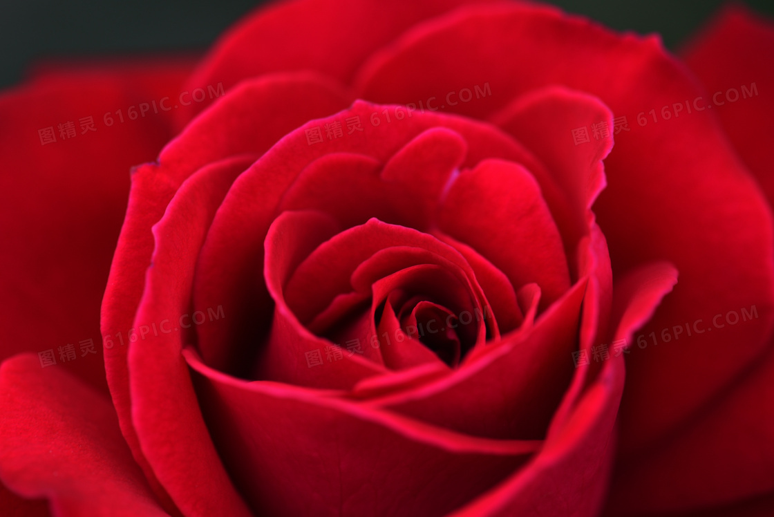 慢慢绽放的红玫瑰花朵摄影高清图片