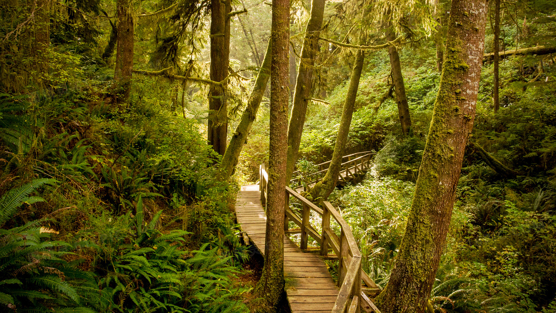森林中的木桥高清摄影图片