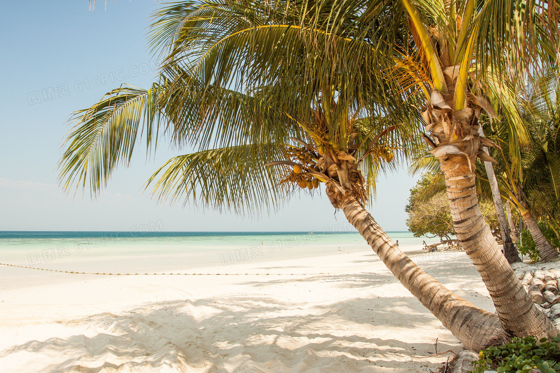 大海沙滩椰树自然风光摄影高清图片