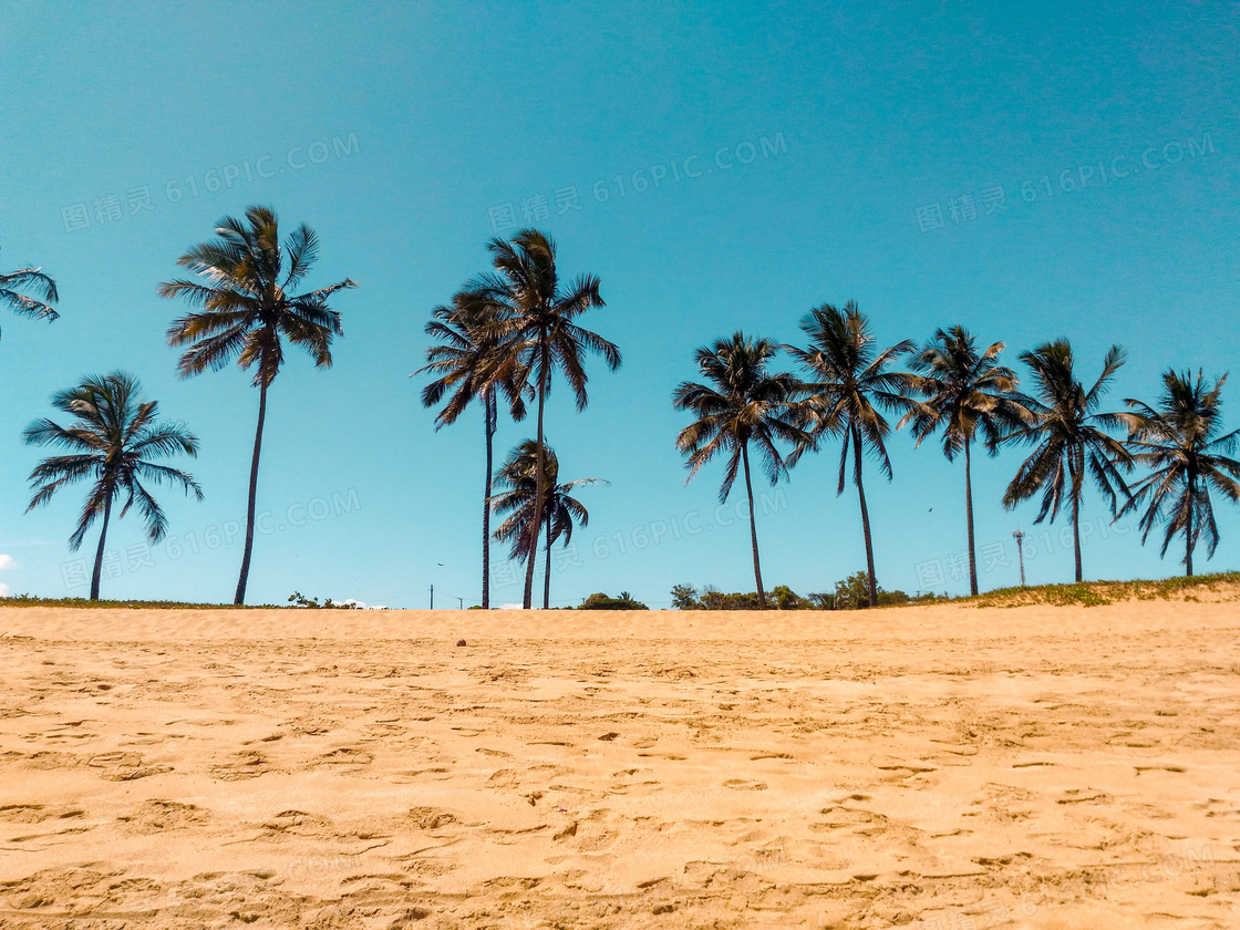 热带沙滩上的椰树风光摄影高清图片
