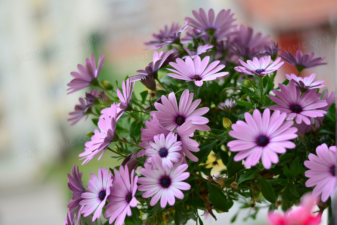 浅紫色的雏菊花朵特写摄影高清图片