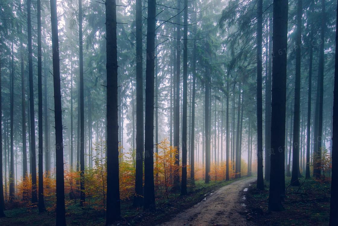 弥漫着雾气的树林自然风景高清图片