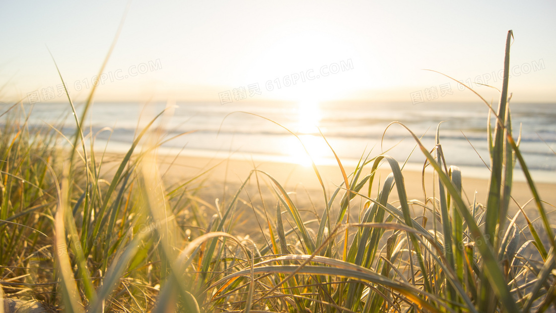 海边沙滩草丛风景逆光摄影高清图片