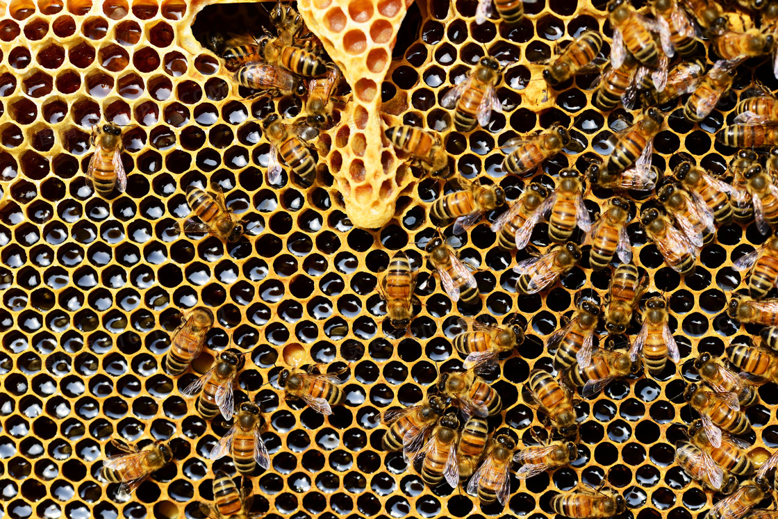 在蜂窝上繁忙工作的蜜蜂们高清图片