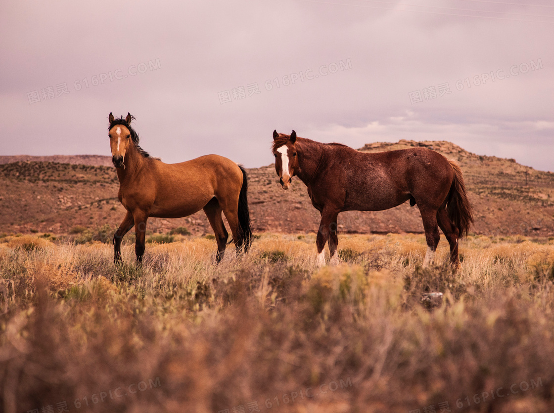 野外山地草丛中的马匹摄影高清图片