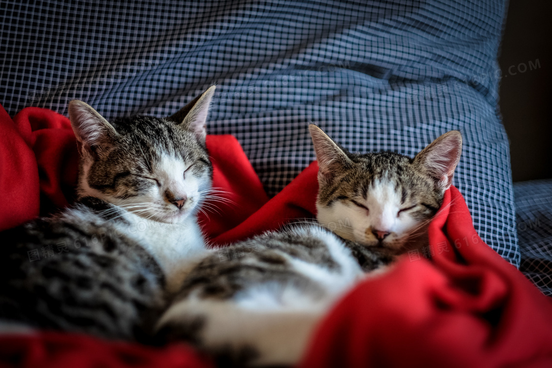 两只睡的很香的小猫咪摄影高清图片