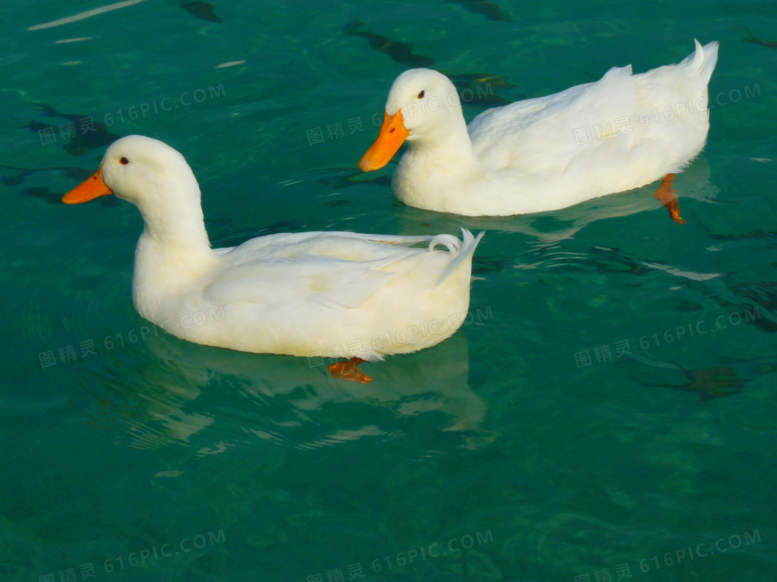 鸭子游泳摄影图片-鸭子游泳摄影作品-千库网