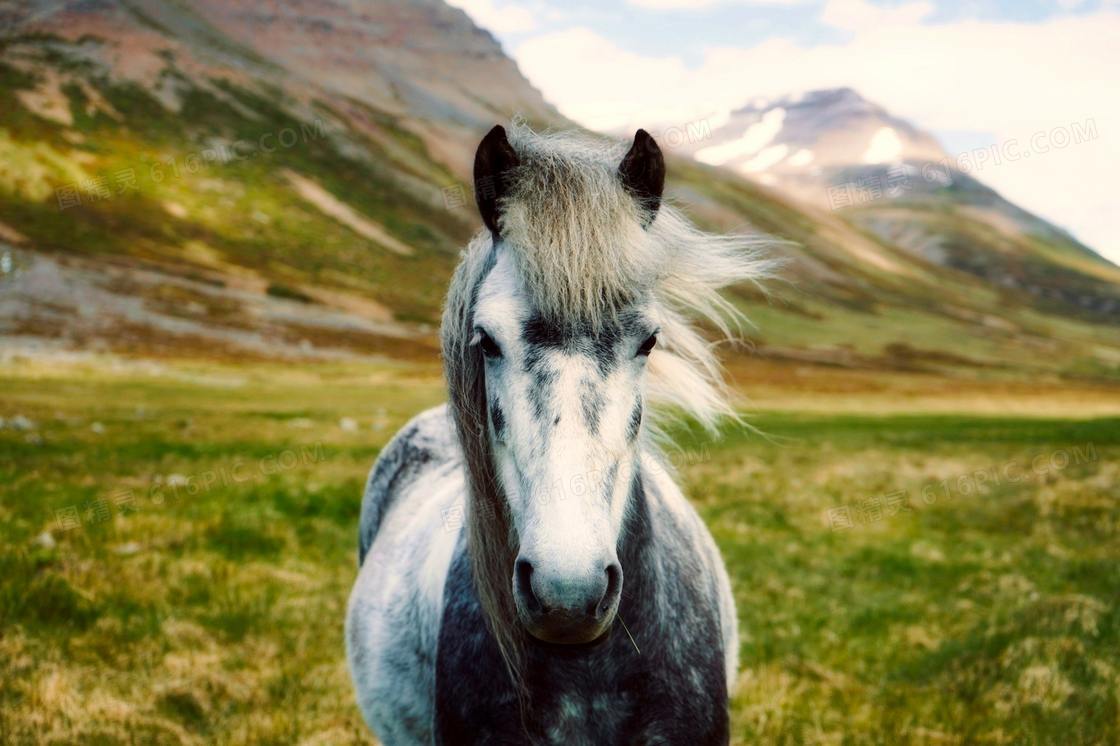 山脚下草原上的灰白马摄影高清图片