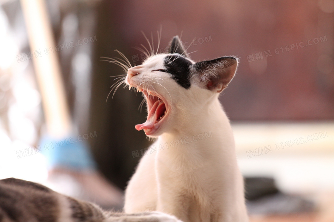 一只犯困的小猫咪特写摄影高清图片