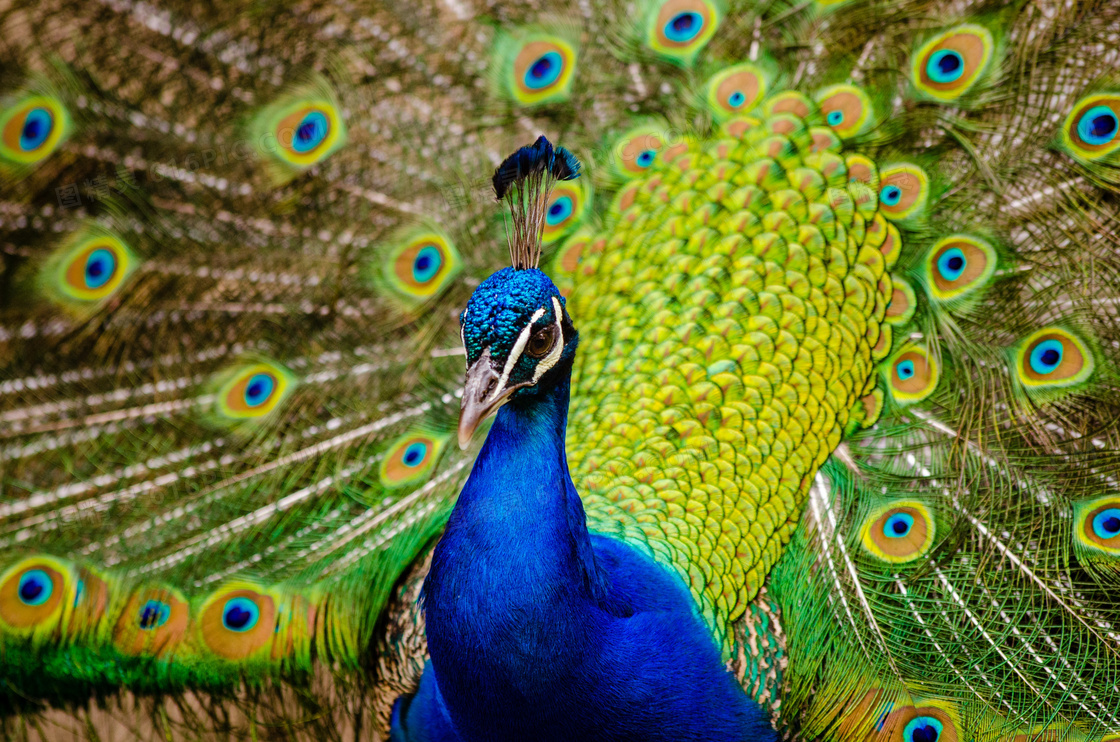 有着鲜艳色彩羽毛的蓝孔雀高清图片