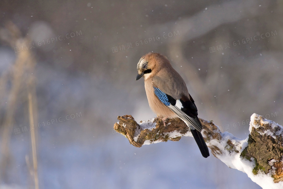 雪天树枝上的麻雀特写摄影高清图片
