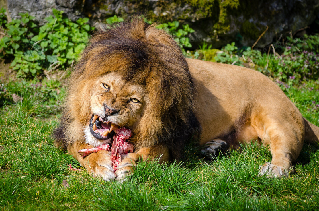 在撕咬着肉的狮子特写摄影高清图片