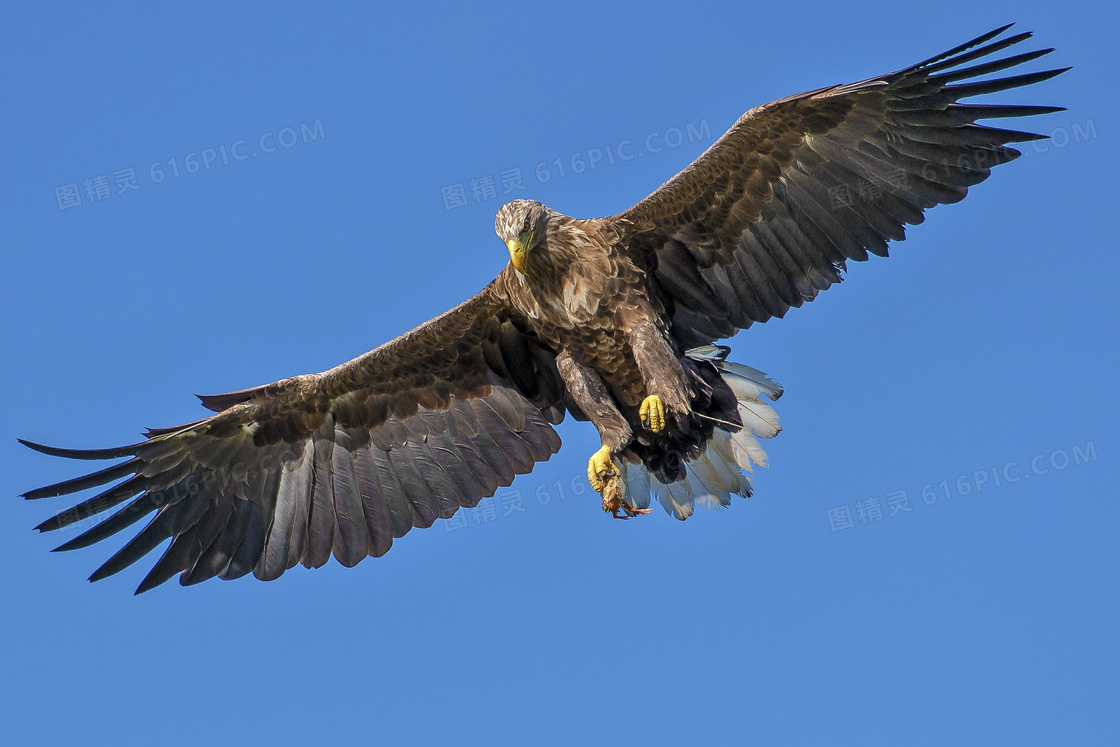 天空中展翅高飞的老鹰摄影高清图片