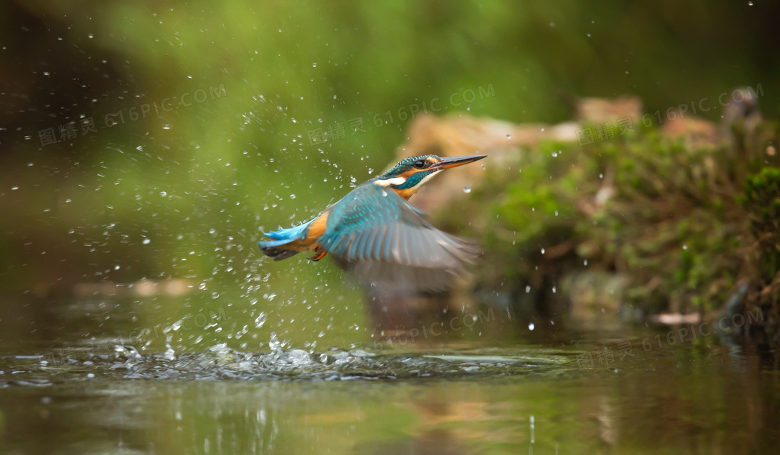水面上掠过的小鸟特写摄影高清图片