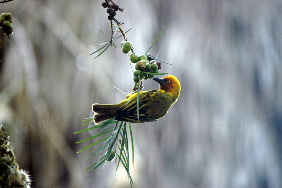 在啄食的小鸟近景特写摄影高清图片