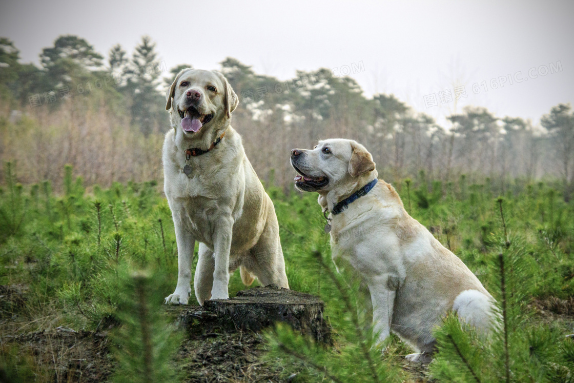 在野外草丛中的两只狗摄影高清图片