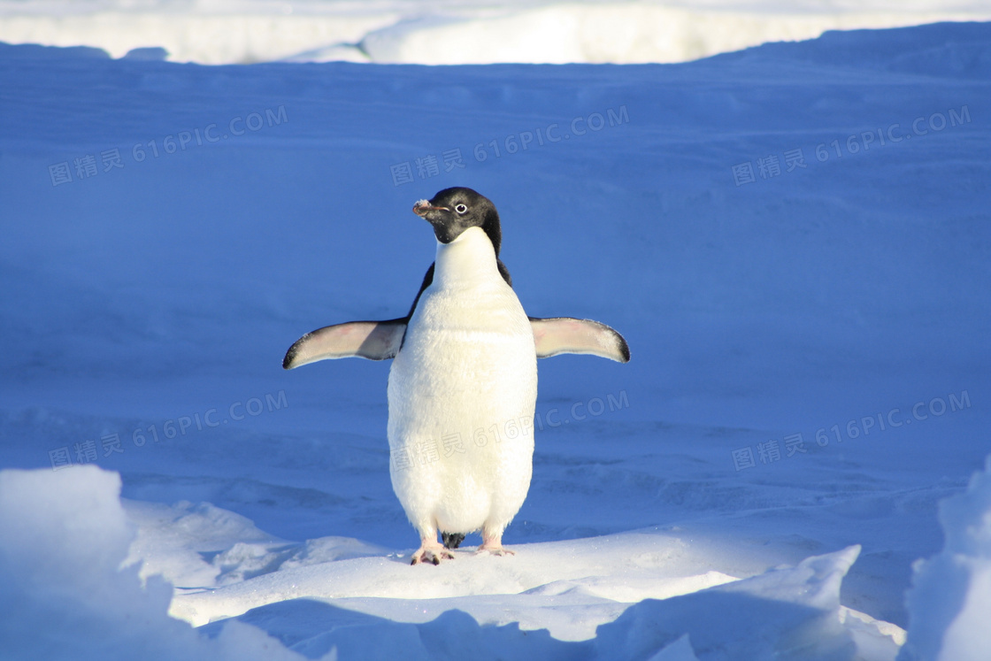 站在冰上的可爱小企鹅摄影高清图片