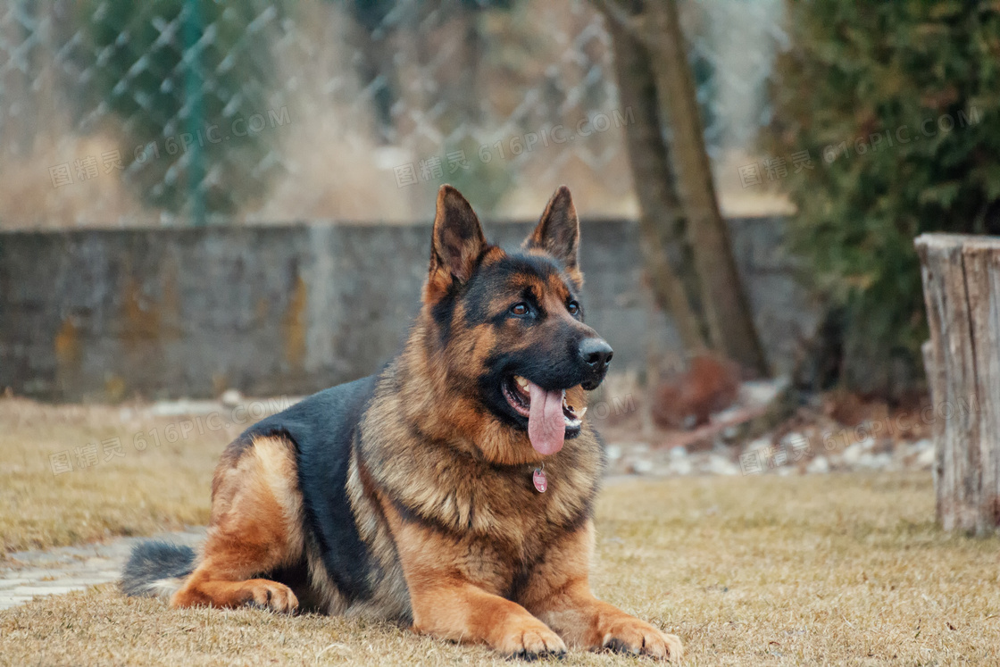 趴在地上的德国牧羊犬摄影高清图片