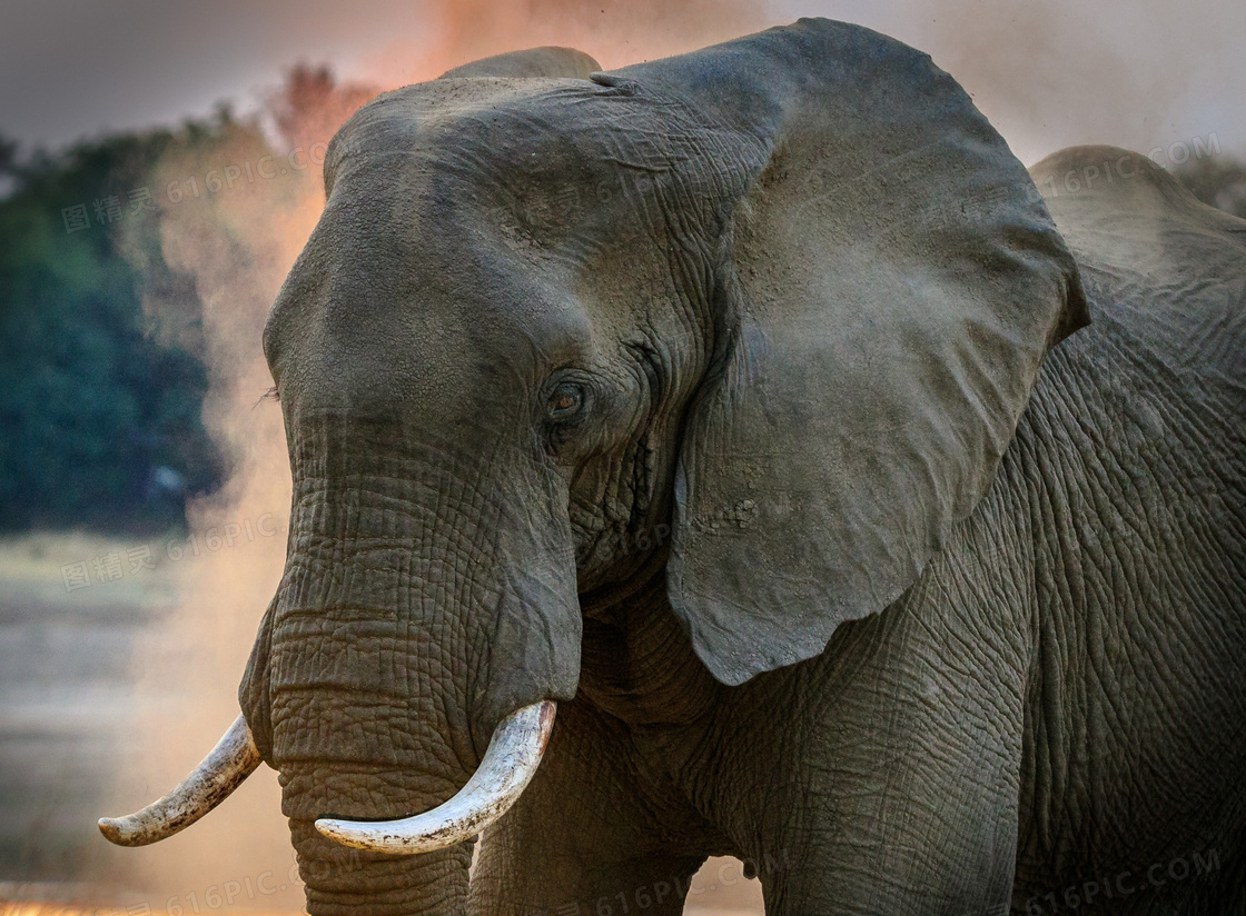 在低头前行的大象特写摄影高清图片