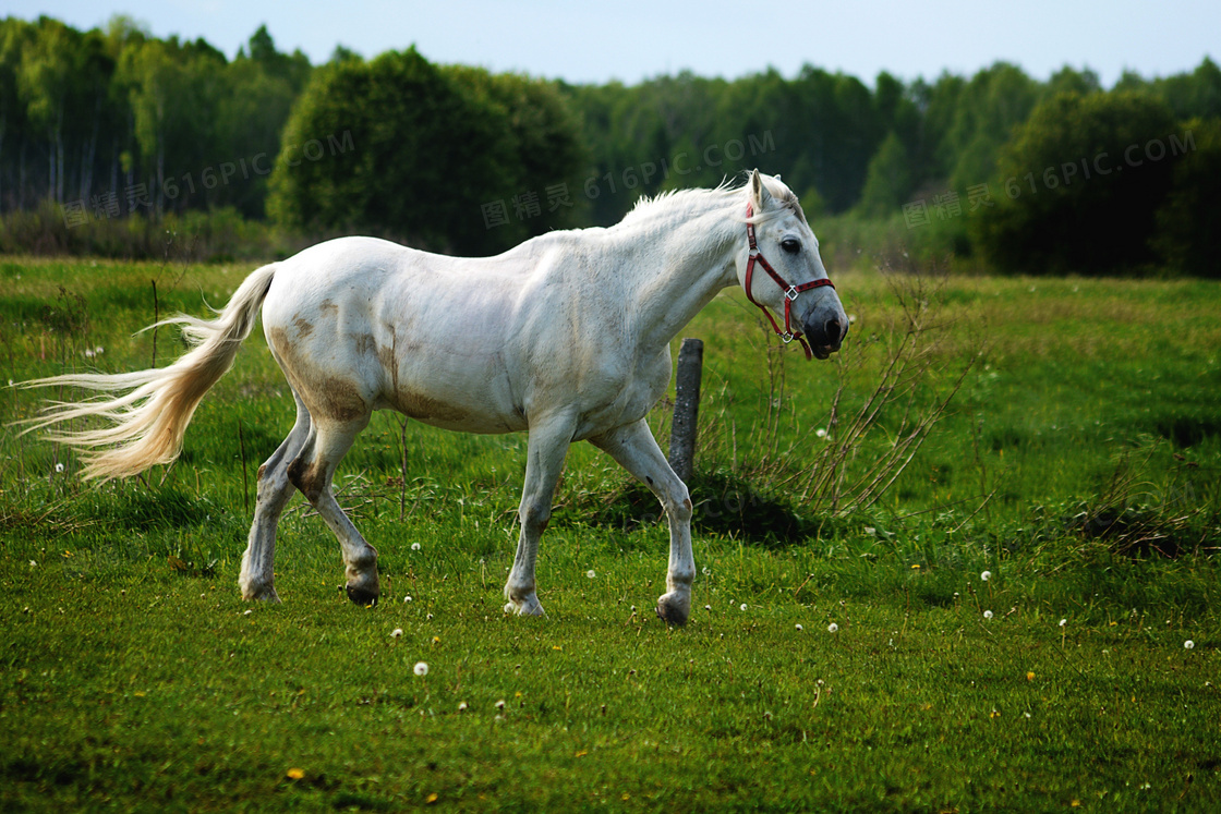 草场上的一匹白色骏马摄影高清图片