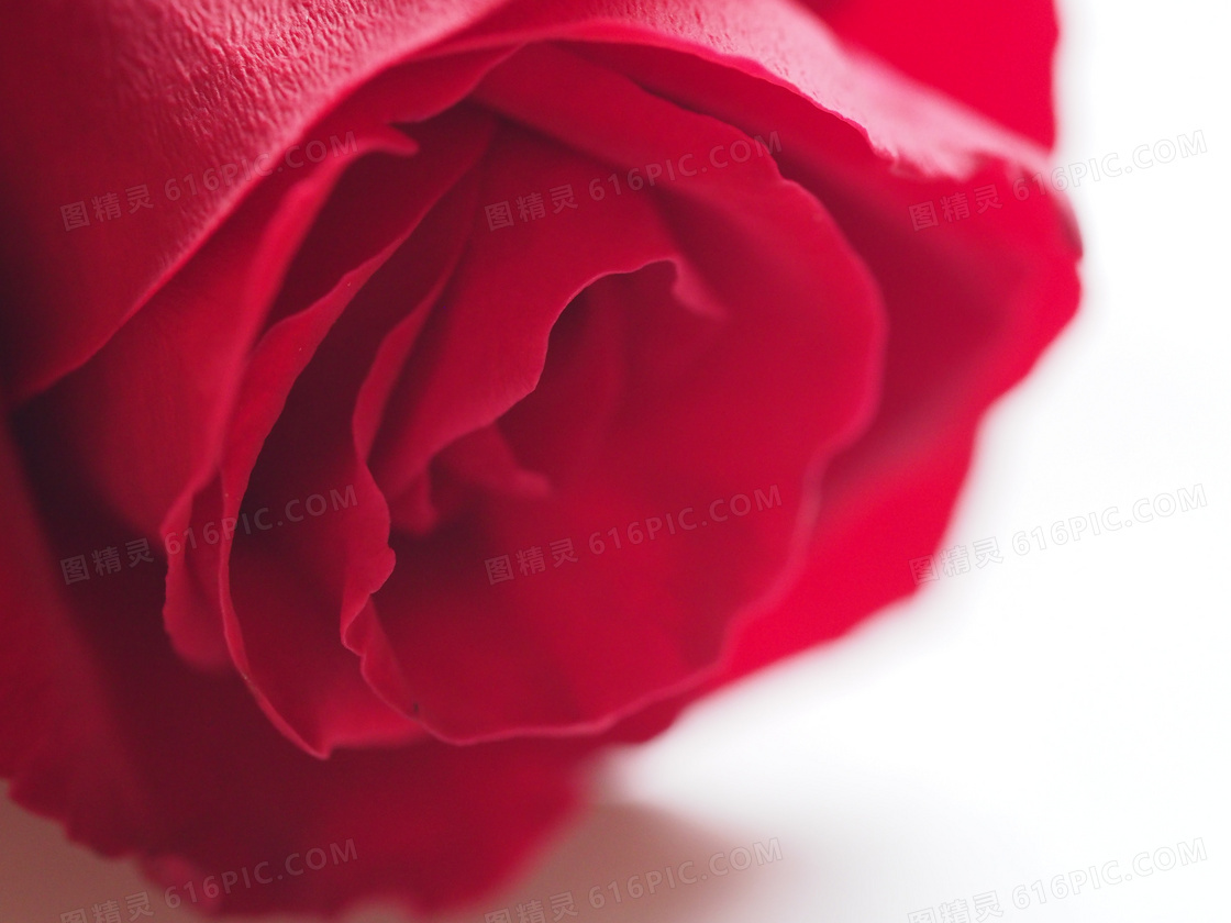 红色的玫瑰花近景特写摄影高清图片