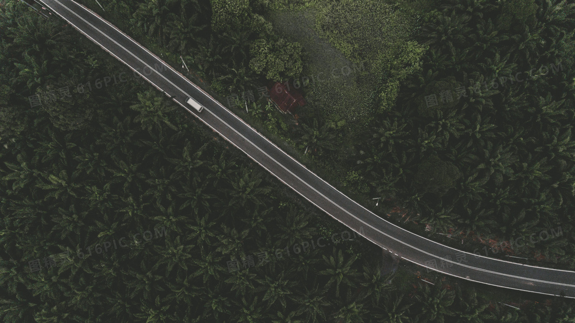 两边是茂密树林的道路摄影高清图片
