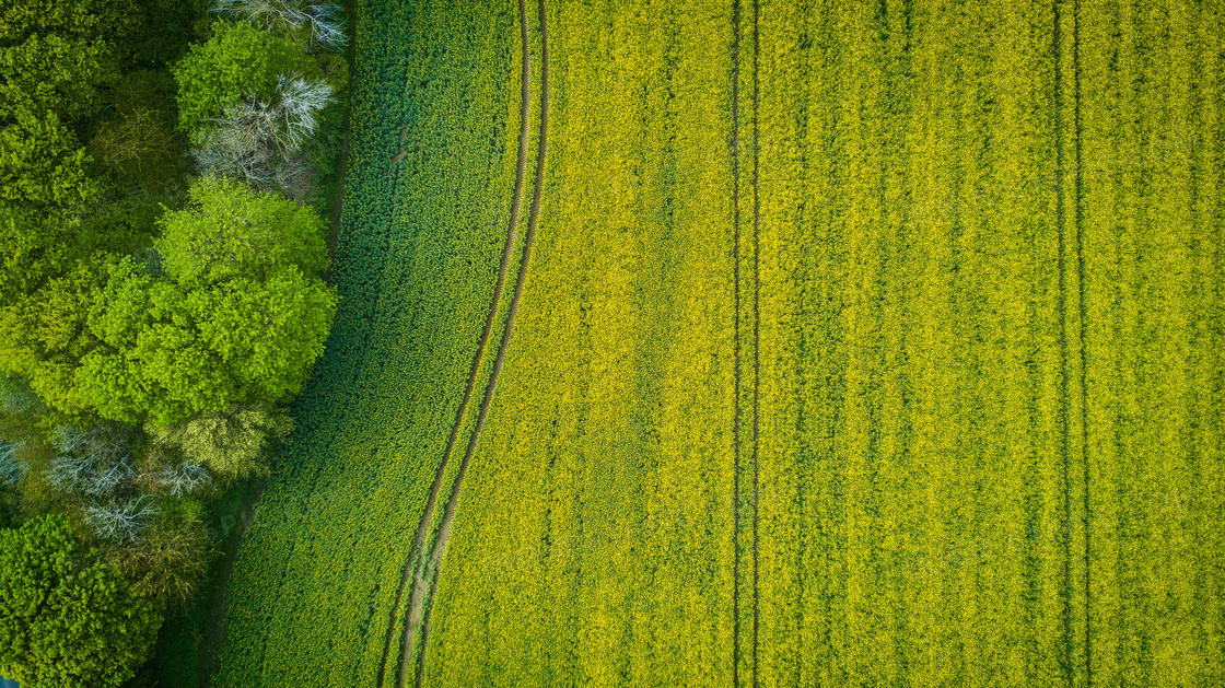 绿色农田与茂密的树丛摄影高清图片