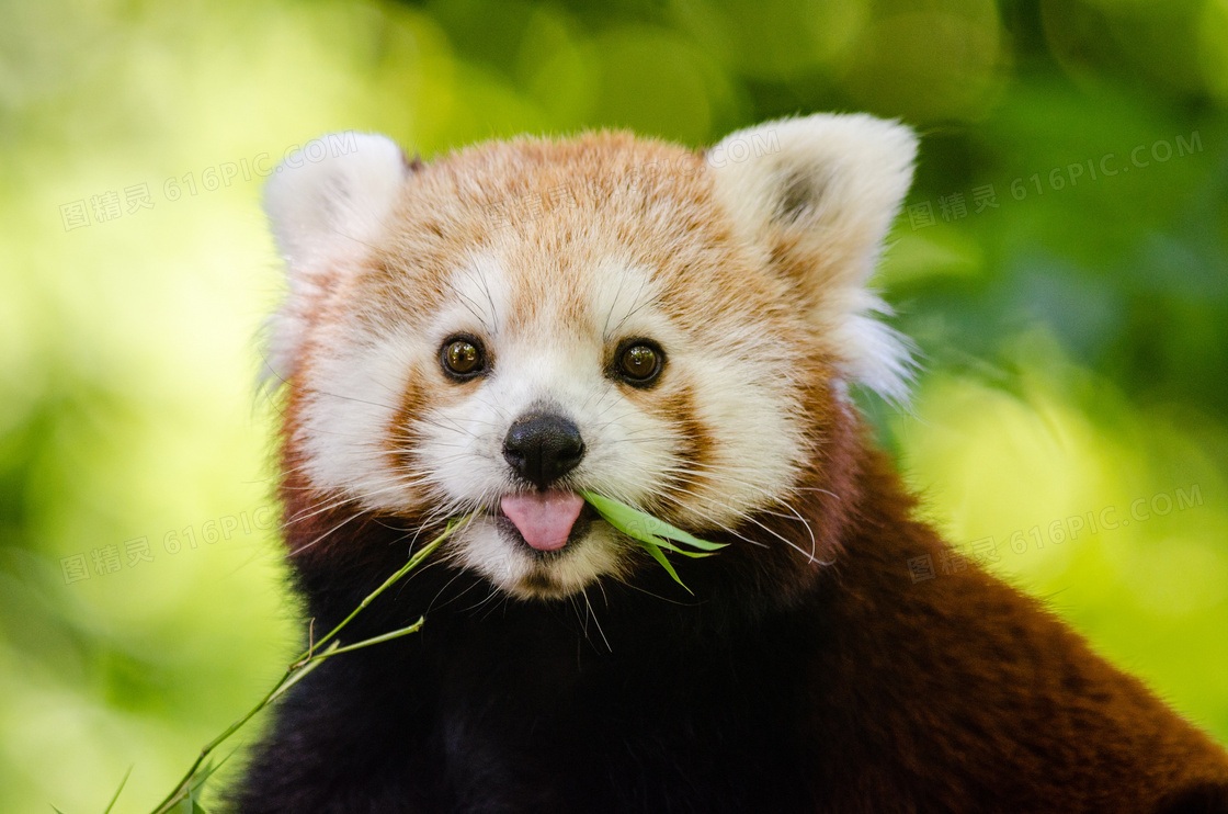 吃着叶子的可爱小熊猫摄影高清图片