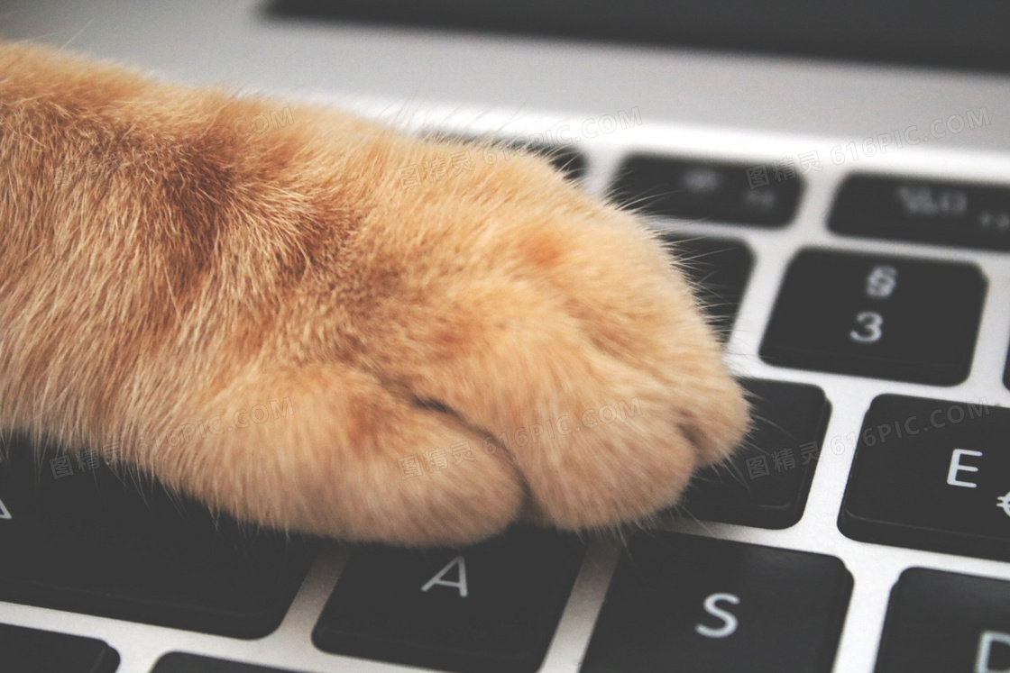 放在键盘上的猫爪特写摄影高清图片