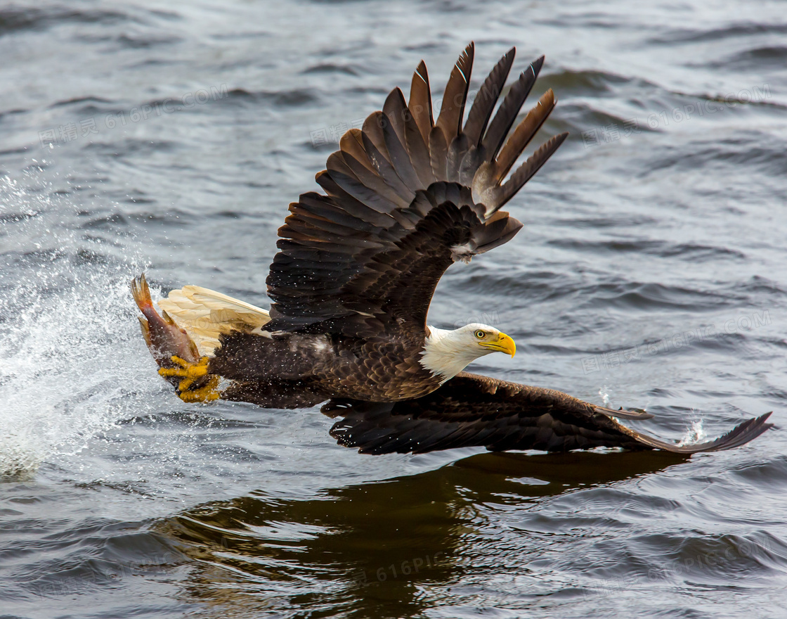 翅膀掠过水面的鹰特写摄影高清图片