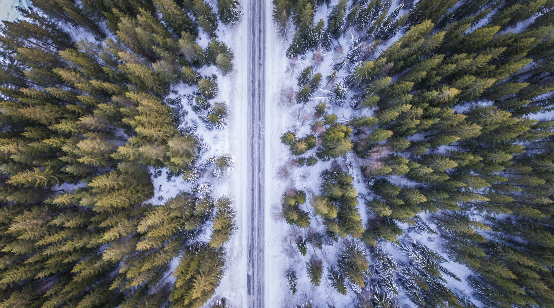 树林与冰雪覆盖的道路摄影高清图片
