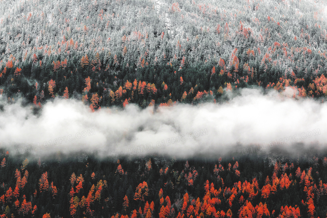 一片红树林上空的白云摄影高清图片