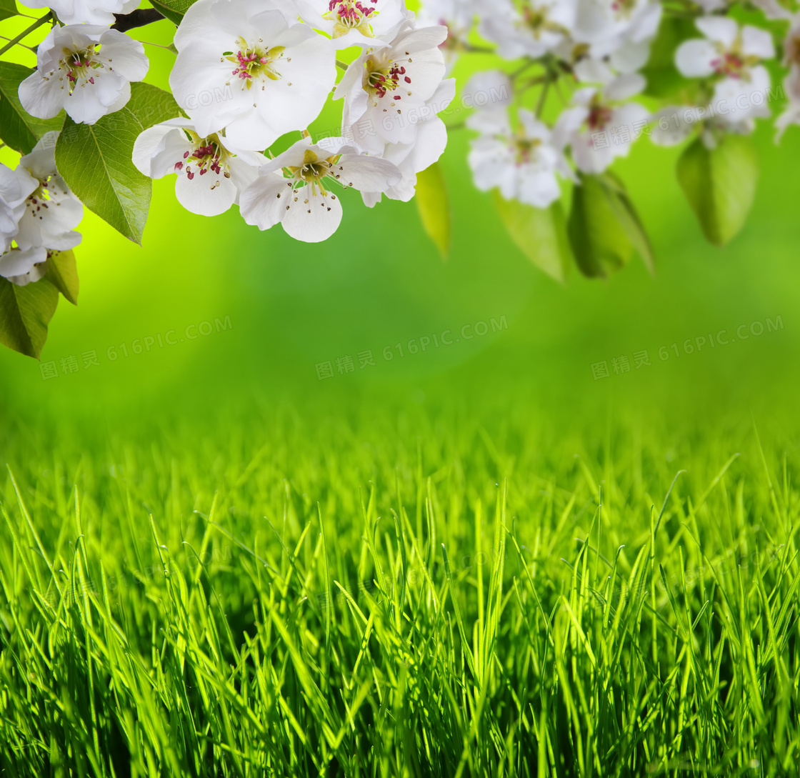 春天里的树枝白花青草摄影高清图片
