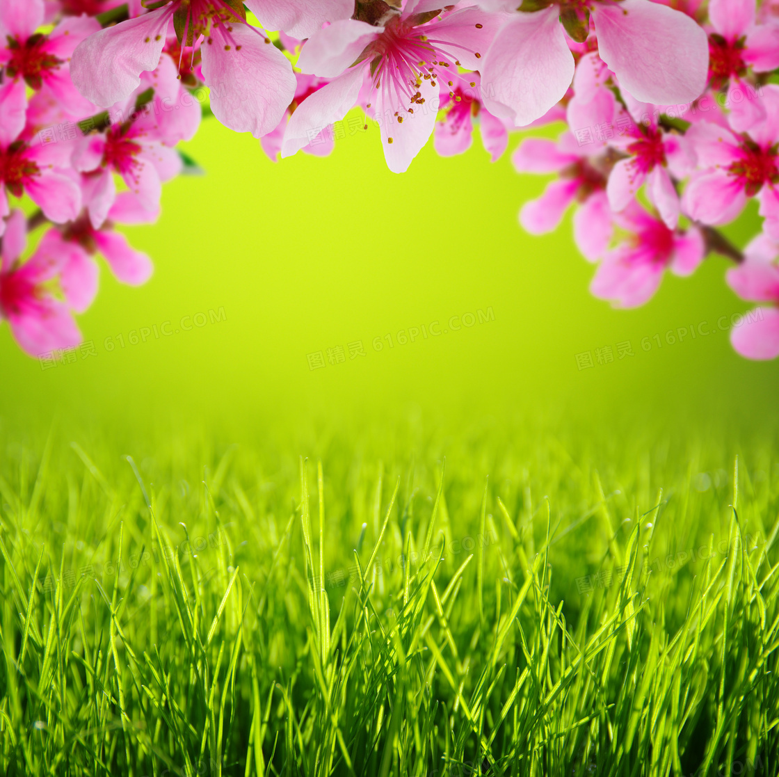青青草与粉红色的花朵摄影高清图片