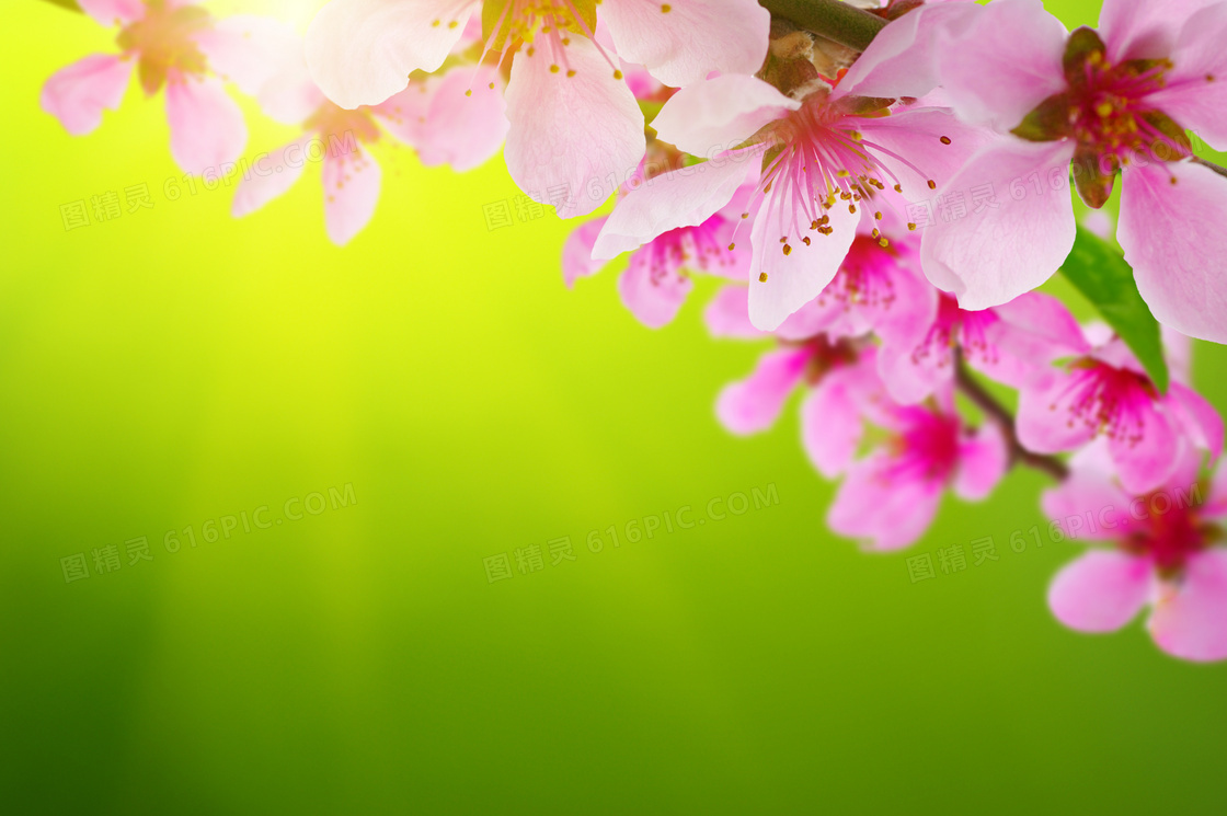 粉红色的花朵微距特写摄影高清图片