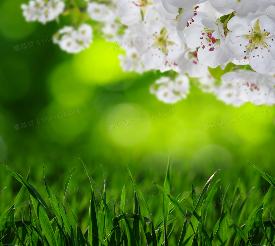 草丛与白色的花朵特写摄影高清图片