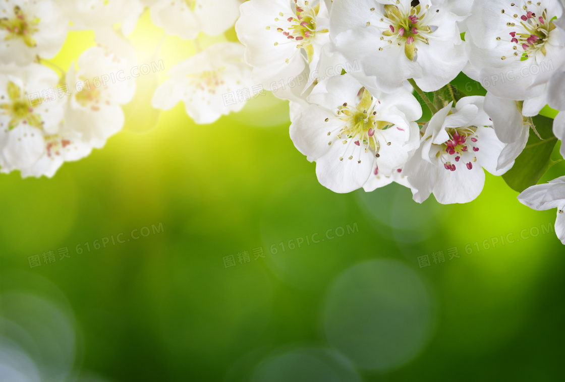 春天绿叶白花特写微距摄影高清图片