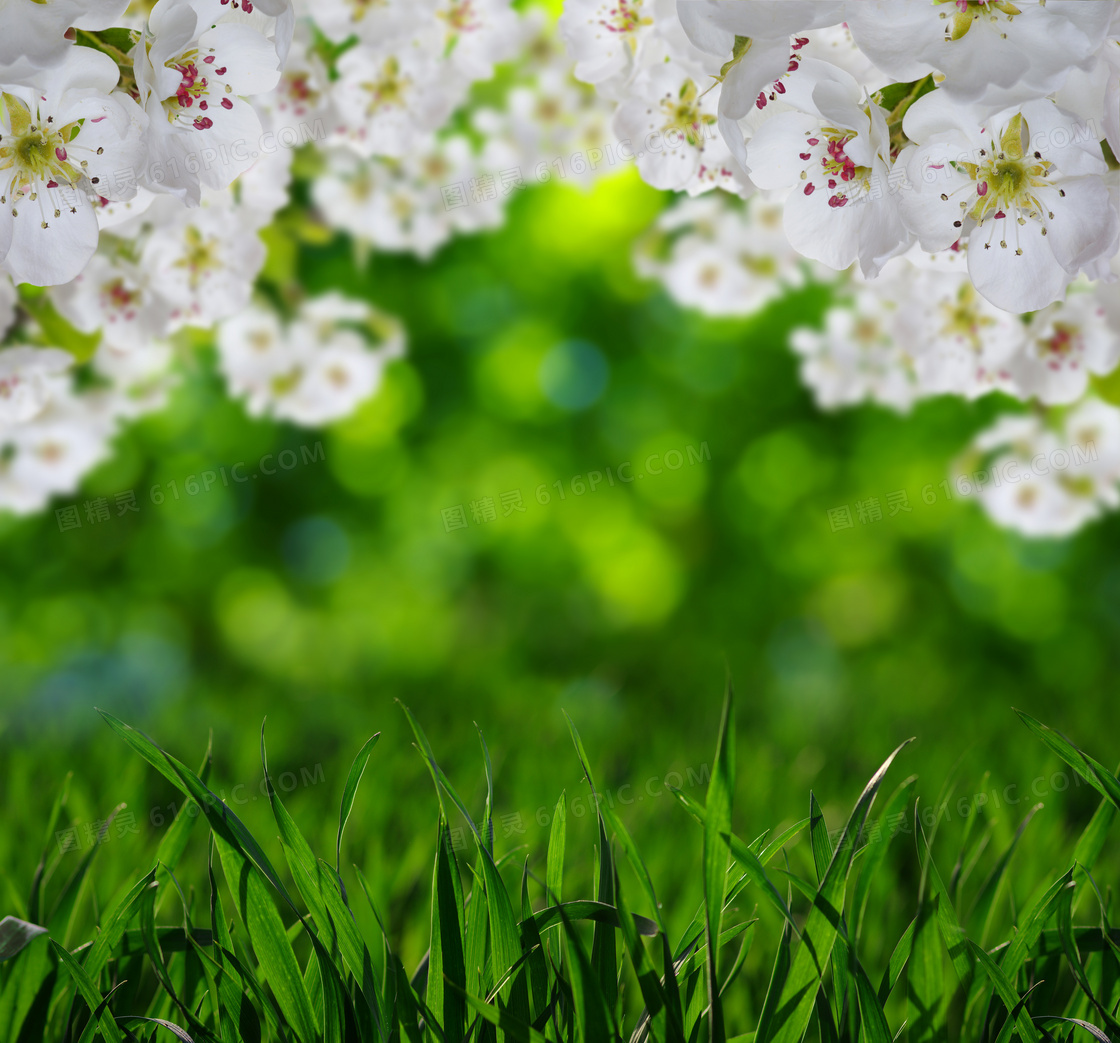 草丛与盛开的白色花朵摄影高清图片