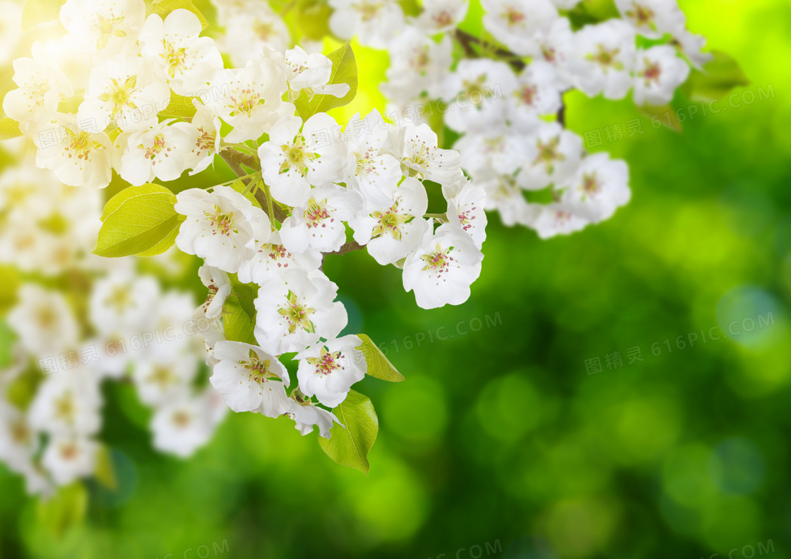树枝上的白色鲜花逆光摄影高清图片