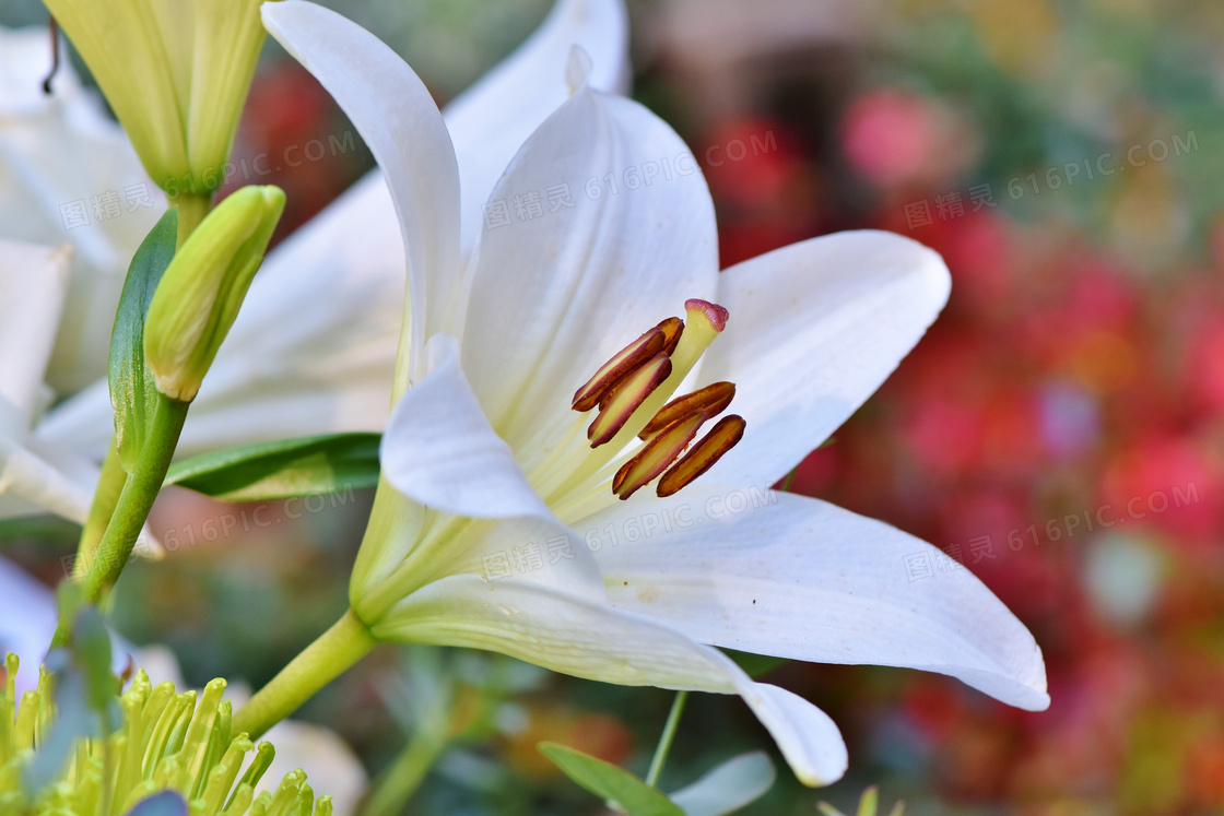 白色的百合花近景特寫攝影高清圖片