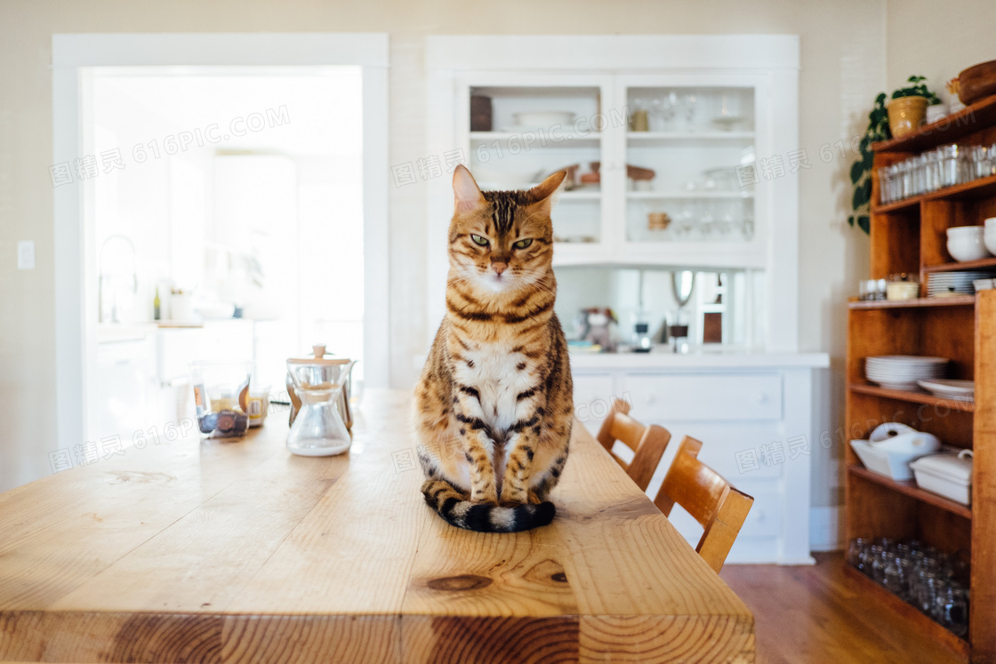 端坐在桌上的宠物猫咪摄影高清图片