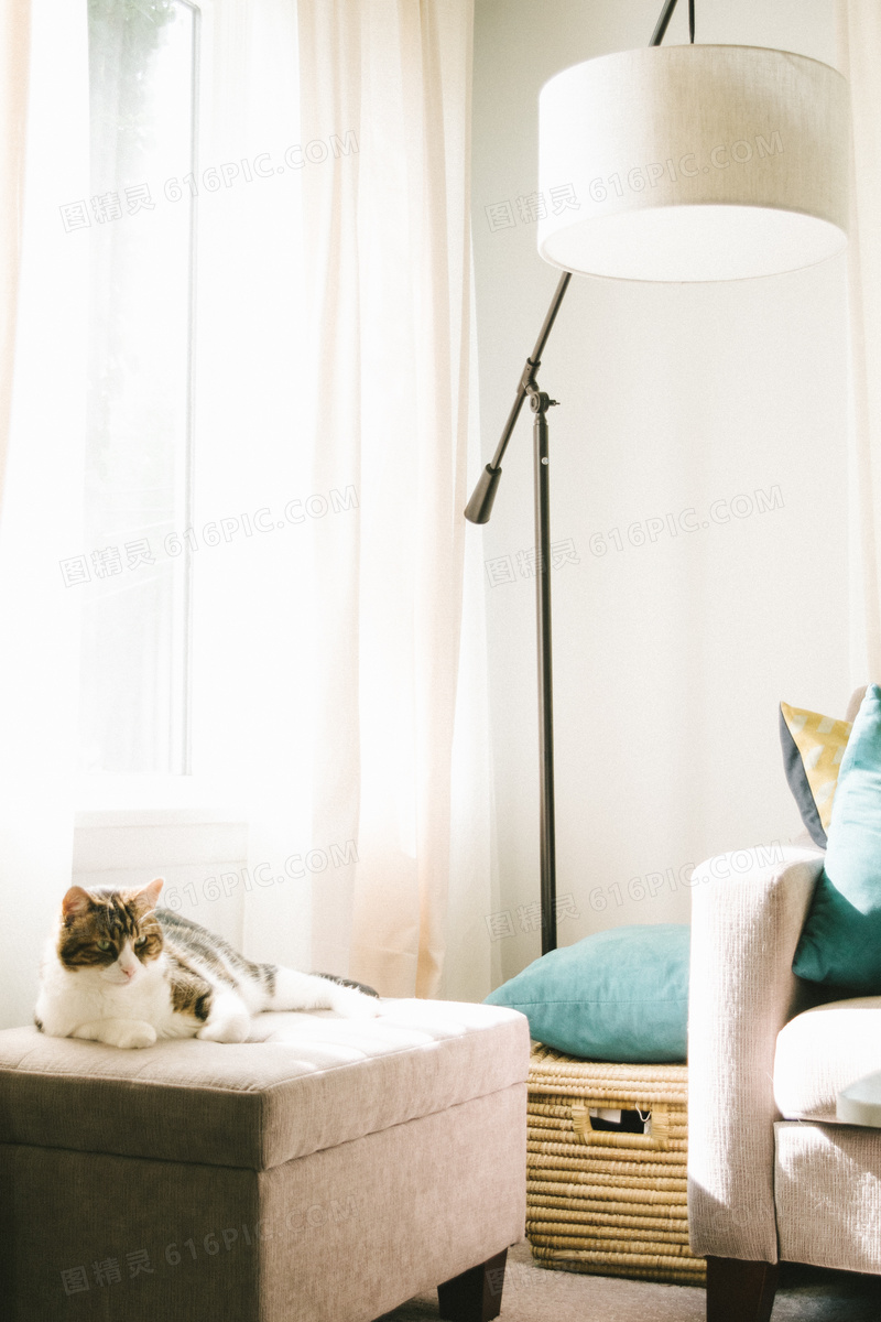 落地灯与趴在沙发的猫摄影高清图片